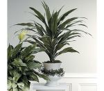 Dracena Plant