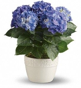 Happy Blue Hydrangea