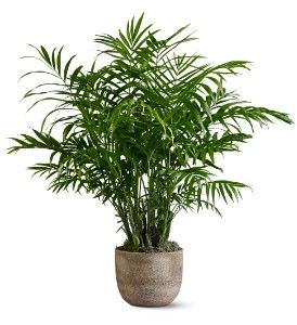 Paradise Palm