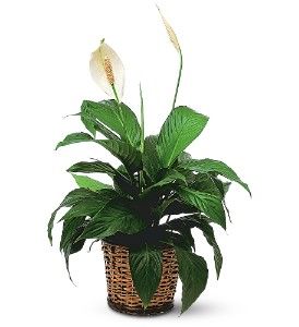 Small Spathiphyllum Plant