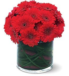 Red Gerbera Collection