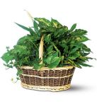 Large Basket Garden