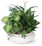 Medium Dish Garden