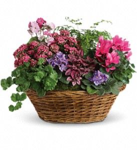 Simply Chic Mixed Plant Basket