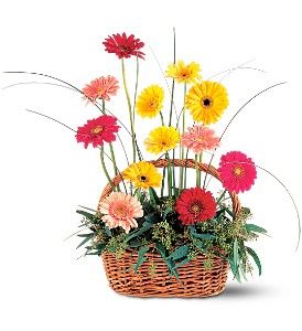 Uplifting Gerbera Basket