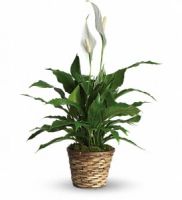 Simply Elegant Spathiphyllum - Small