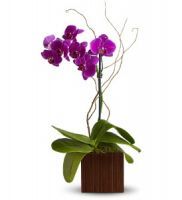 Orchid Elegance