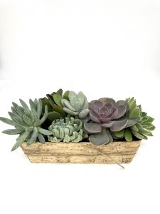 Succulent Garden