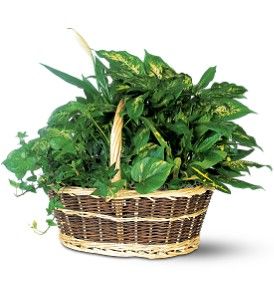 Large Basket Garden