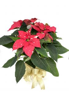 Medium Jingle Bell Poinsettia