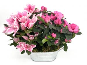 Azaleas in a Tin