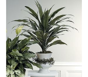 Dracena Plant