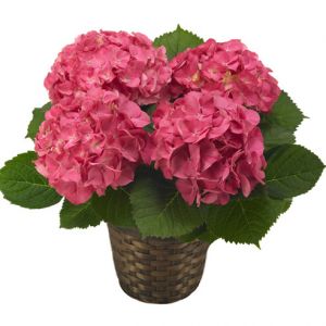 Pink Hydrangea 