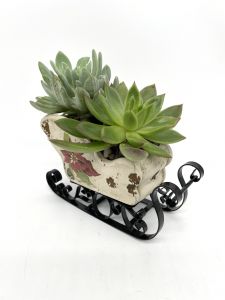 Succulent Sleigh