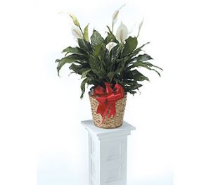 Peace Lily Plant
