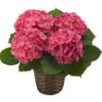 Pink Hydrangea 