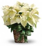 Medium White Poinsettia