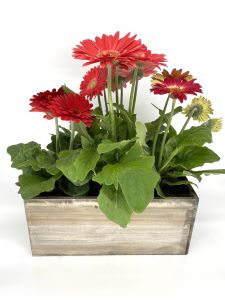 Gorgeous Gerbera Box