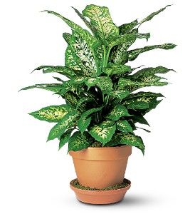 Dieffenbachia