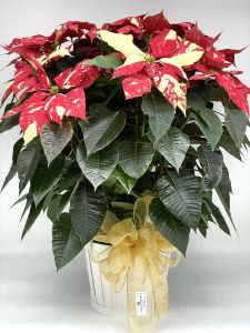 Large Jingle Bell Poinsettia 