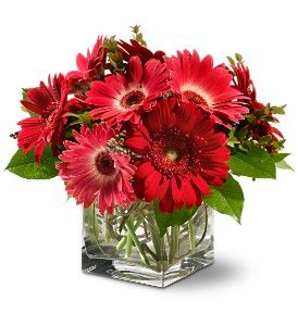 Gorgeous Gerberas