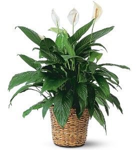 Large Spathiphyllum Plant