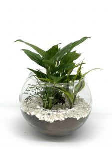 Sphere of Tranquility