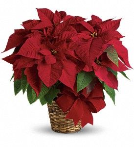 Medium Red Poinsettia