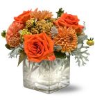 Perfect Orange Harmony