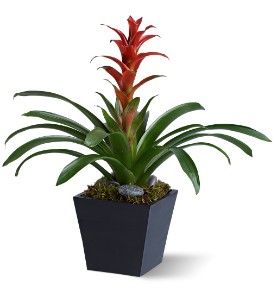 Bright Bromeliad