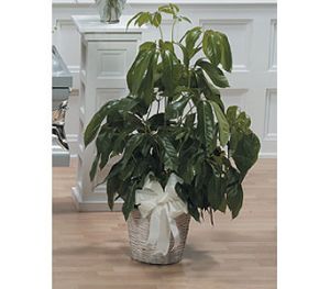Umbrella Plant