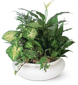 Medium Dish Garden