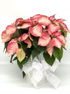 Medium Marble Poinsettia 