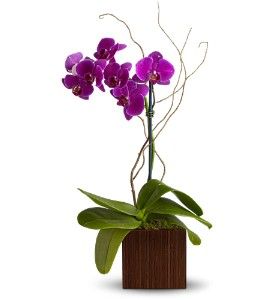 Orchid Elegance