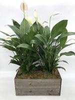 Double Peace Lilies in Wooden Box