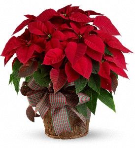 Large Red Poinsettia