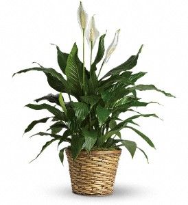 Simply Elegant Spathiphyllum - Medium