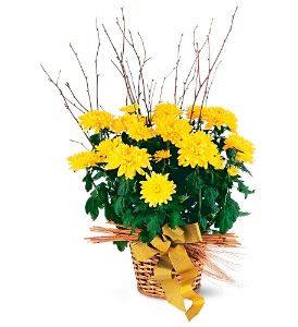 Yellow Hope Chrysanthemum