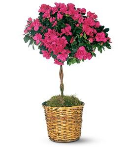 Azalea Topiary