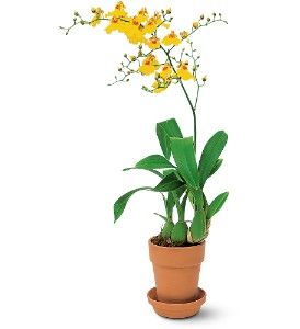 Yellow Oncidium Orchid