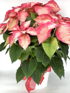 Large Marble Poinsettia