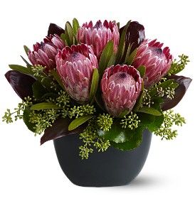 Positively Protea