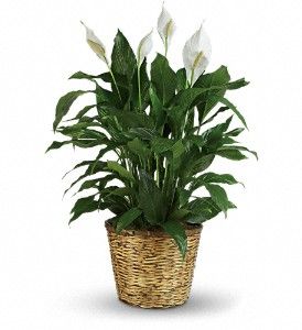 Simply Elegant Spathiphyllum - Large