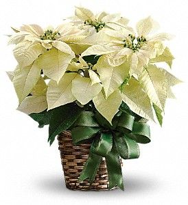 Medium White Poinsettia