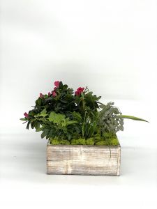 Dish Garden in Wooden Box