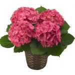 Pink Hydrangea 
