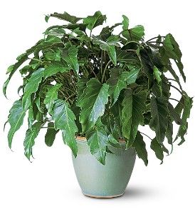 Xanadu Philodendron