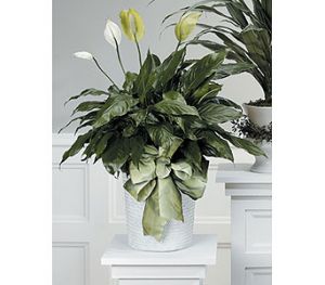Peace Lily Plant CTT13-12
